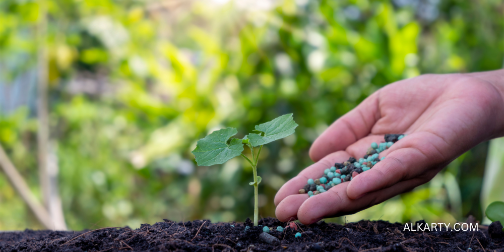 Beginner’s Guide to Kitchen Gardening