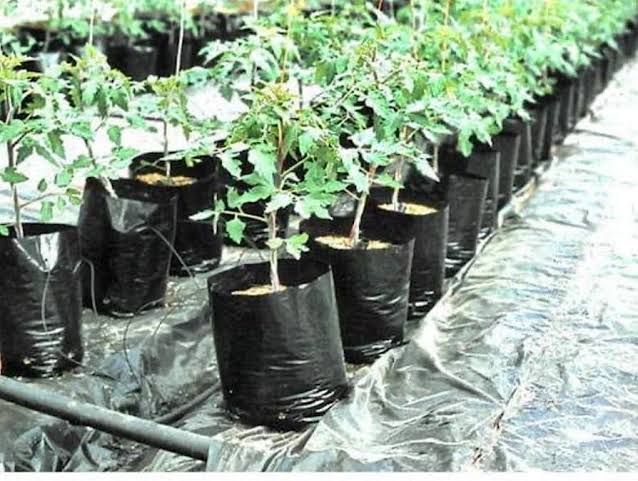 Nursery Grow Bags