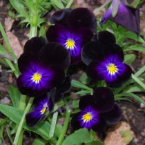 Viola mix Flowers seeds