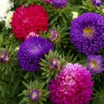 Aster mix Flowers seeds