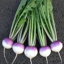 Turnips (Salgam) seeds