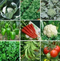 9 Winter Vegetables seeds Combo