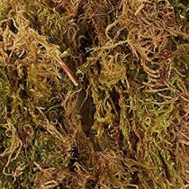 100 Grams Sphagnum Moss