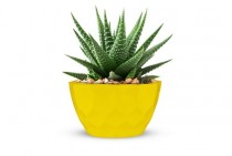 5 inch Erica Pot Assorted Color