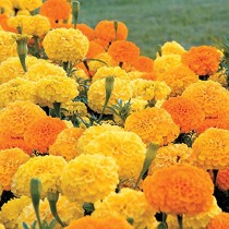 Marigold Flowers seeds