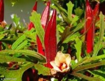 Red Ladyfinger ( Lal bhindi) Seeds