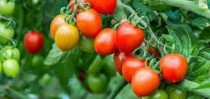 Arka apeksha tomato seeds