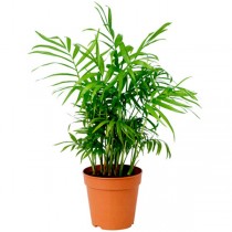 Parlour Palm - Plant