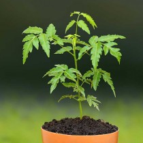 Neem Tree - Plant