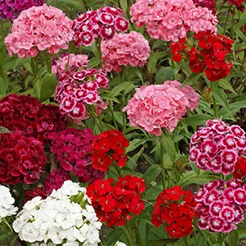 How To Grow Sweet William Mixed