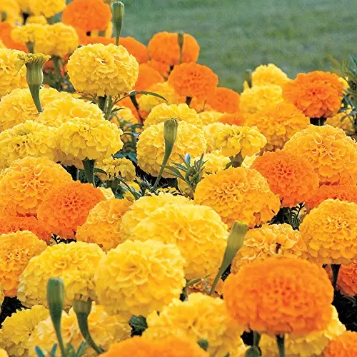 How To Grow Marigold Seeds